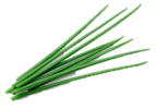 ./flower_pictures/herb_chives.png