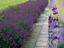 ./flower_pictures/herb_lavender.png