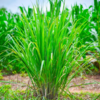 ./flower_pictures/herb_lemongrass.png