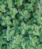 ./flower_pictures/herb_oregano.png