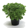 ./flower_pictures/herb_parsley.png