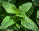 ./flower_pictures/herb_peppermint.png
