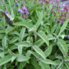 ./flower_pictures/herb_sage.png