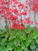 ./flower_pictures/heuchera_firefly.png