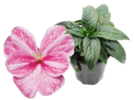 ./flower_pictures/impatiens_new_guinea_magic_pink.png