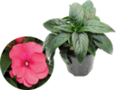 ./flower_pictures/impatiens_new_guinea_pink.png