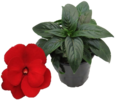 ./flower_pictures/impatiens_new_guinea_red.png