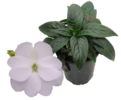 ./flower_pictures/impatiens_new_guinea_white.png