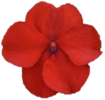 ./flower_pictures/impatiens_red.png