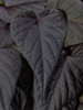 ./flower_pictures/ipomoea_heart_purple.png