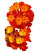 ./flower_pictures/lantana_dallas_red.png