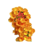 ./flower_pictures/lantana_gem_citrine.png