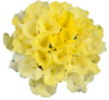 ./flower_pictures/lantana_gem_lemon.png