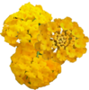 ./flower_pictures/lantana_new_gold.png