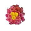 ./flower_pictures/lantana_sunrise.png