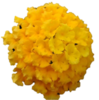 ./flower_pictures/lantana_yellow.png