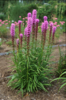 ./flower_pictures/liatris_spicata.png
