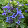 ./flower_pictures/lobelia_siphlitica.png