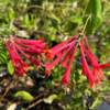 ./flower_pictures/lonicera_semp.png