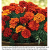./flower_pictures/marigold_fireball.png