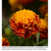 ./flower_pictures/marigold_spry.png