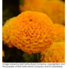 ./flower_pictures/marigold_taishan_orange.png