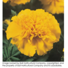 ./flower_pictures/marigold_yellow.png