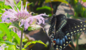 ./flower_pictures/monarda_fistula.png