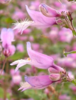 ./flower_pictures/penstemon_smallii.png