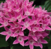./flower_pictures/pentas_pink.png