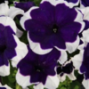 ./flower_pictures/petunia_blue_picotee.png