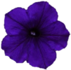 ./flower_pictures/petunia_easy_wave_blue.png
