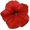 ./flower_pictures/petunia_easy_wave_red.png
