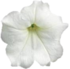 ./flower_pictures/petunia_easy_wave_white.png