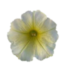 ./flower_pictures/petunia_madness_yellow.png