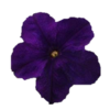 ./flower_pictures/petunia_midnight.png