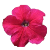 ./flower_pictures/petunia_rose.png