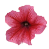 ./flower_pictures/petunia_summer.png