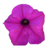 ./flower_pictures/petunia_violet.png