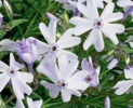 ./flower_pictures/phlox_blue.png