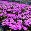 ./flower_pictures/phlox_purple.png