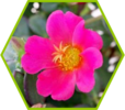 ./flower_pictures/portulaca_raspberry.png
