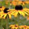 ./flower_pictures/rudbeckia_deamii.png