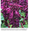 ./flower_pictures/salvia_purple.png
