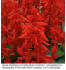 ./flower_pictures/salvia_red.png