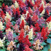 ./flower_pictures/salvia_vista_mix.png