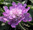 ./flower_pictures/scabiosa_blue.png