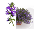 ./flower_pictures/scaevola_blue.png