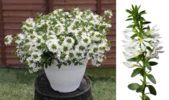 ./flower_pictures/scaevola_white.png