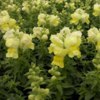 ./flower_pictures/snapdragon_yellow.png
